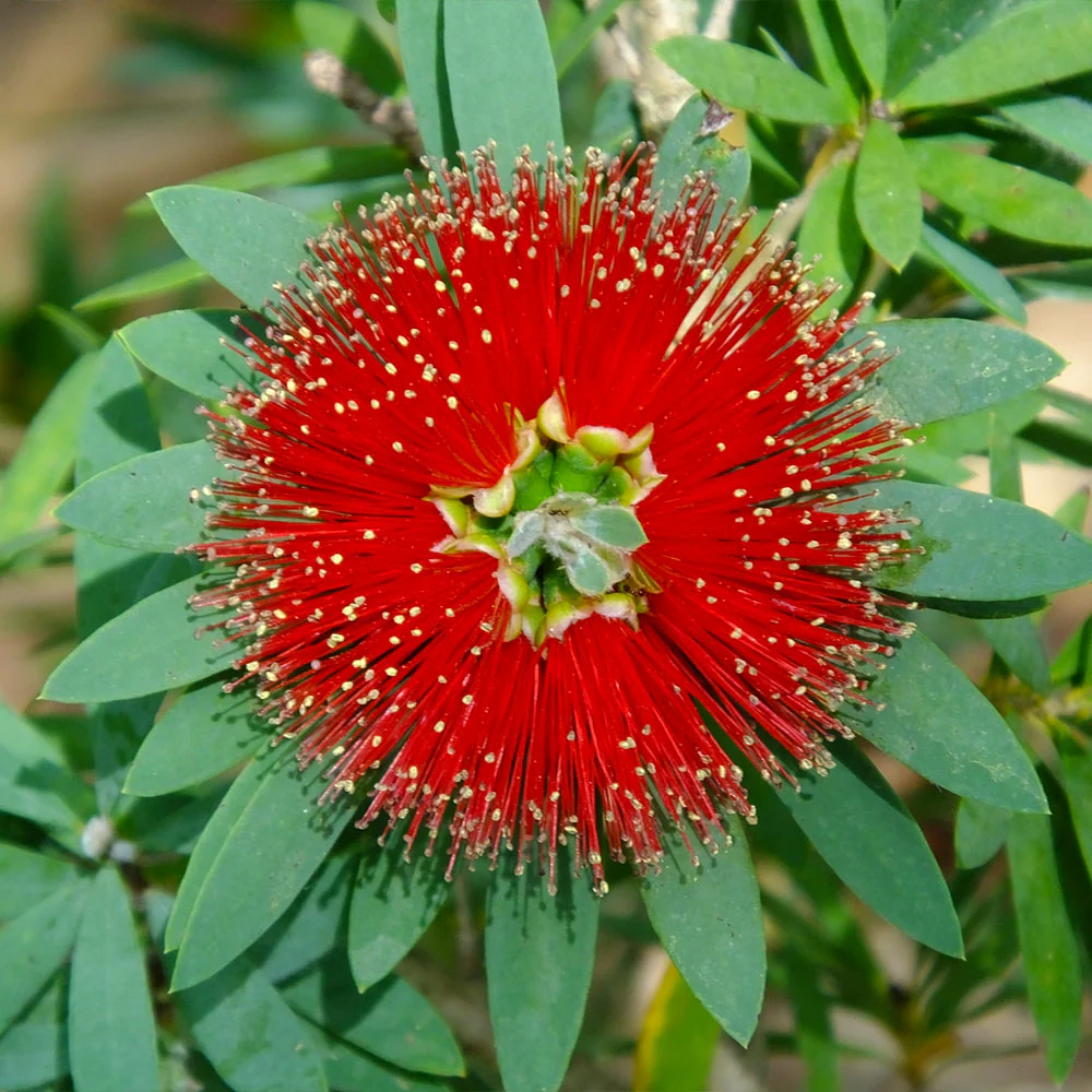 Little John Dwarf Bottlebrush Shrub - Image 3