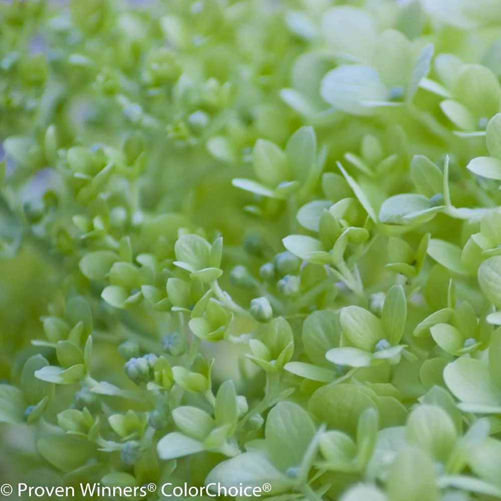 Proven Winners® Little Lime® Hydrangea Shrub - Image 3