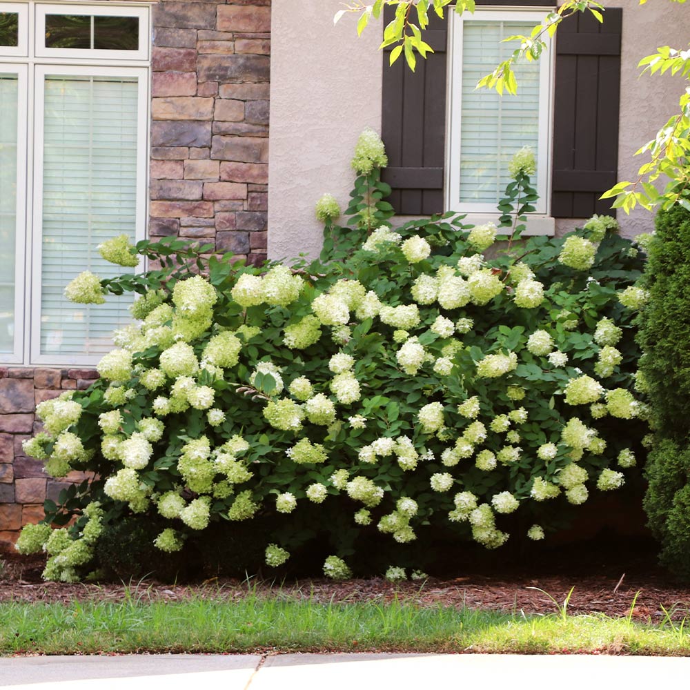 Proven Winners® Little Lime® Hydrangea Shrub - Image 4