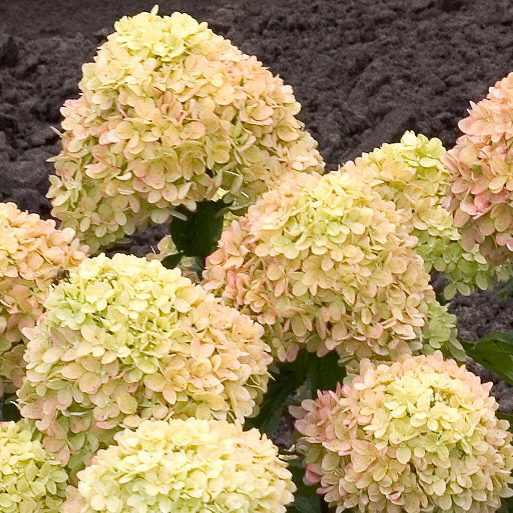 Proven Winners® Little Lime® Hydrangea Shrub - Image 5