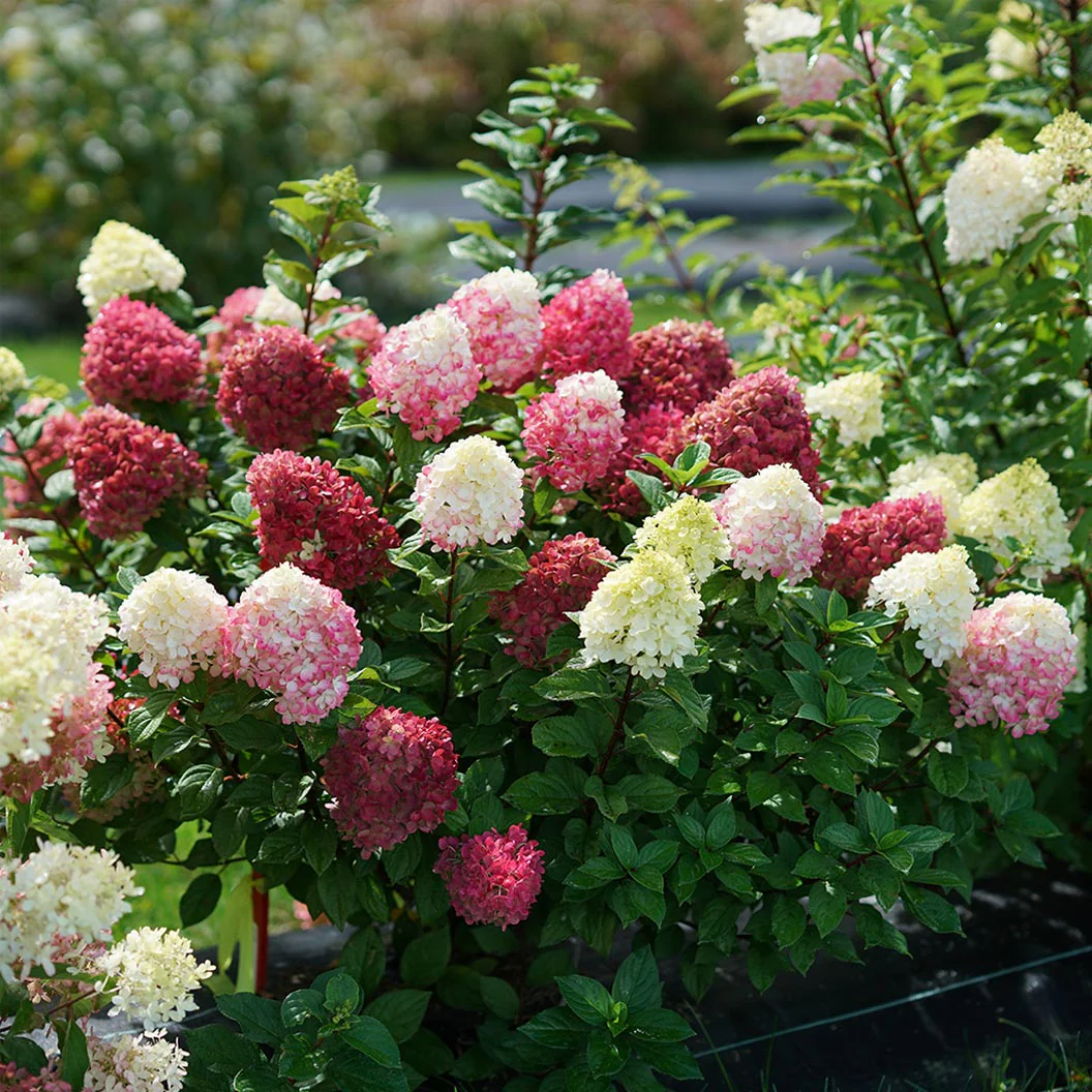Proven Winners® Little Lime Punch® Panicle Hydrangea - Image 2