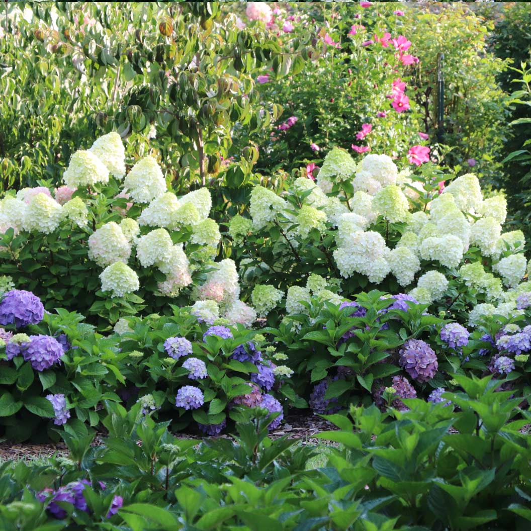 Proven Winners® Little Lime Punch® Panicle Hydrangea - Image 3