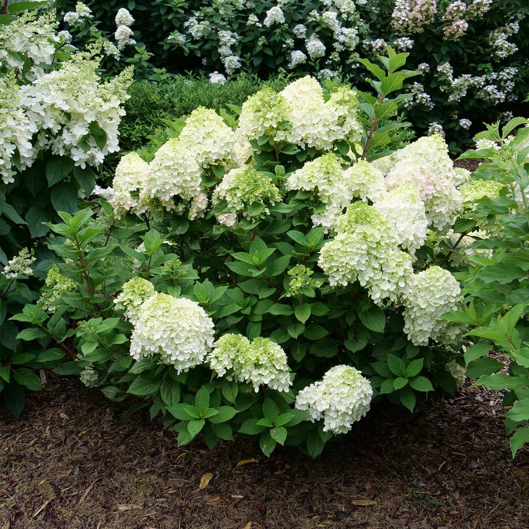 Proven Winners® Little Lime Punch® Panicle Hydrangea - Image 4