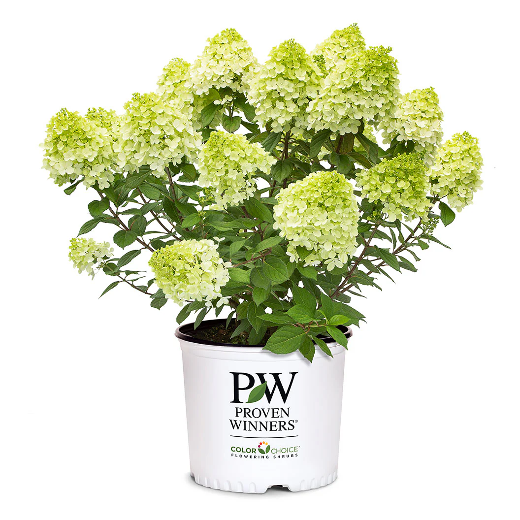 Proven Winners® Little Lime Punch® Panicle Hydrangea - Image 5