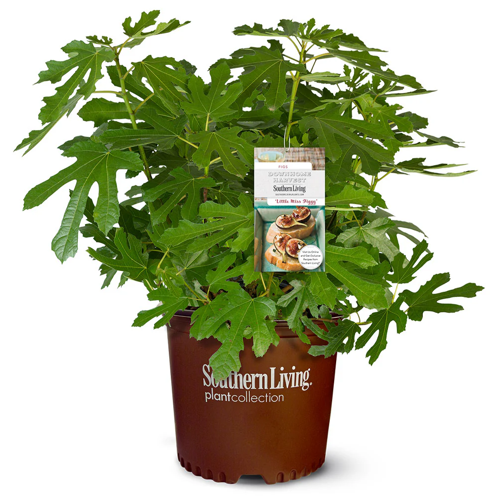 Southern Living® Little Miss Figgy™ Tree - Image 4