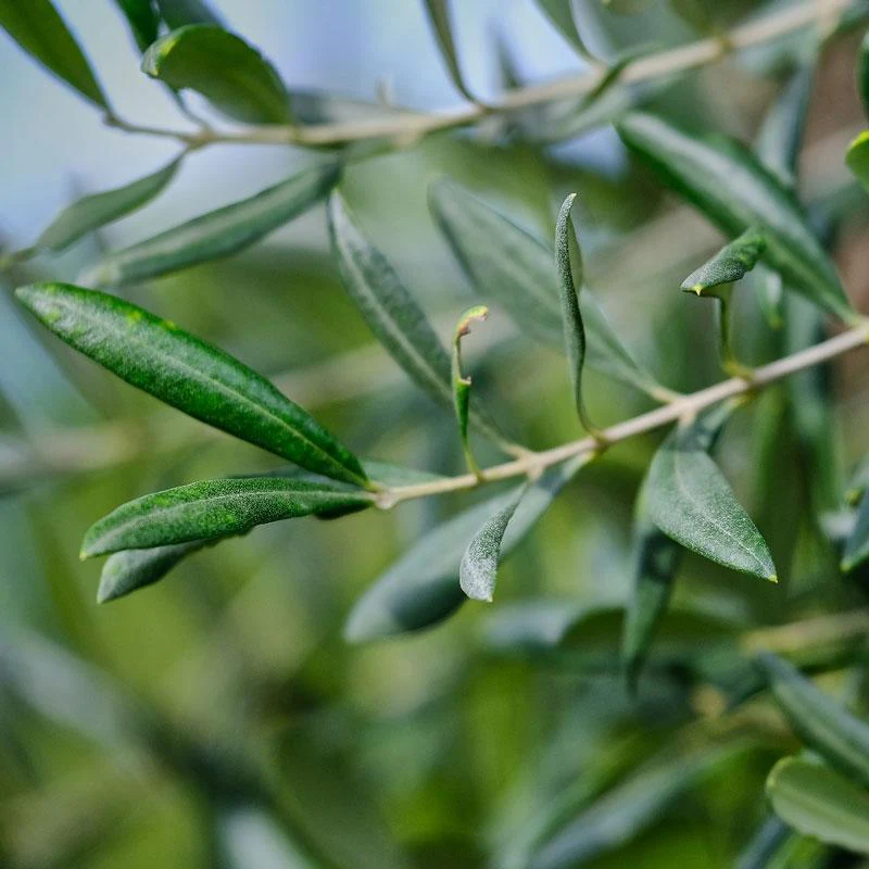 Little Ollie' Dwarf Olive Tree - Image 3