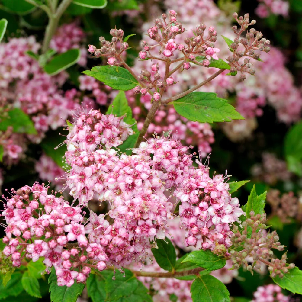 Little Princess Spiraea Shrub - Image 2