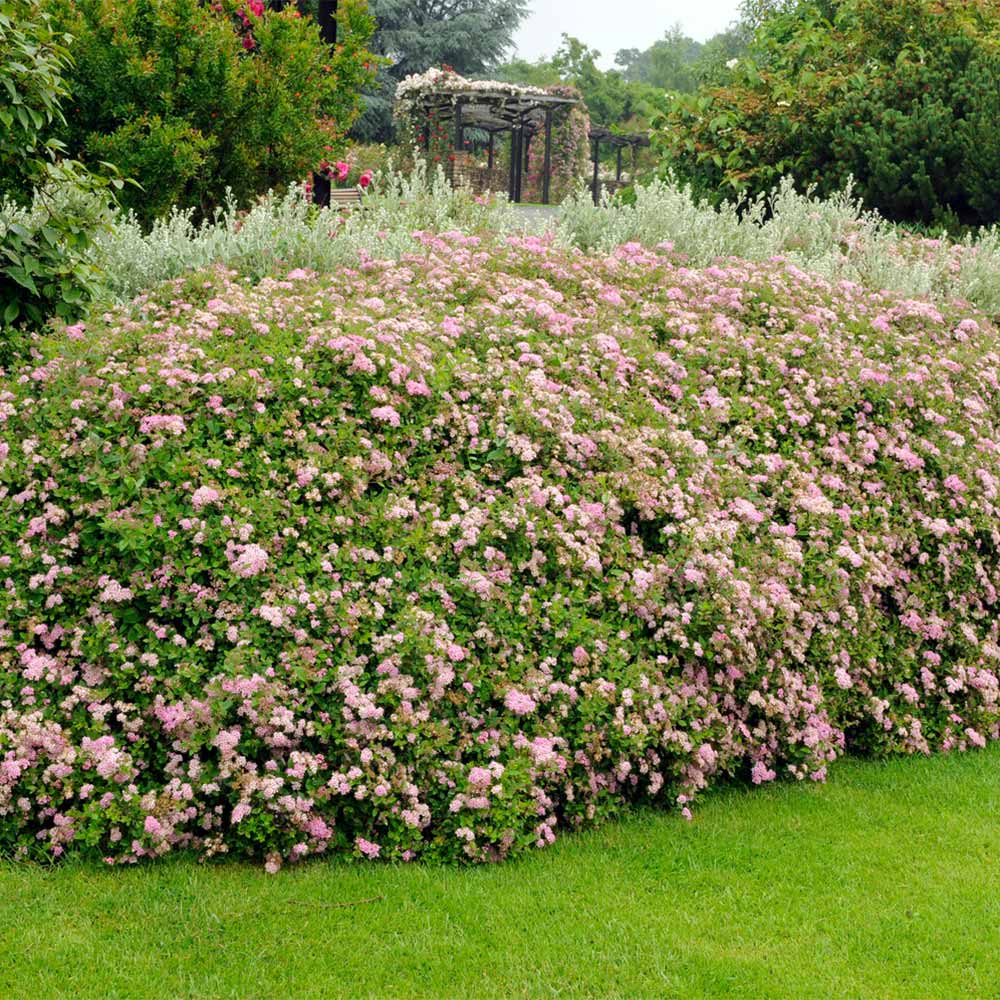 Little Princess Spiraea Shrub - Image 3