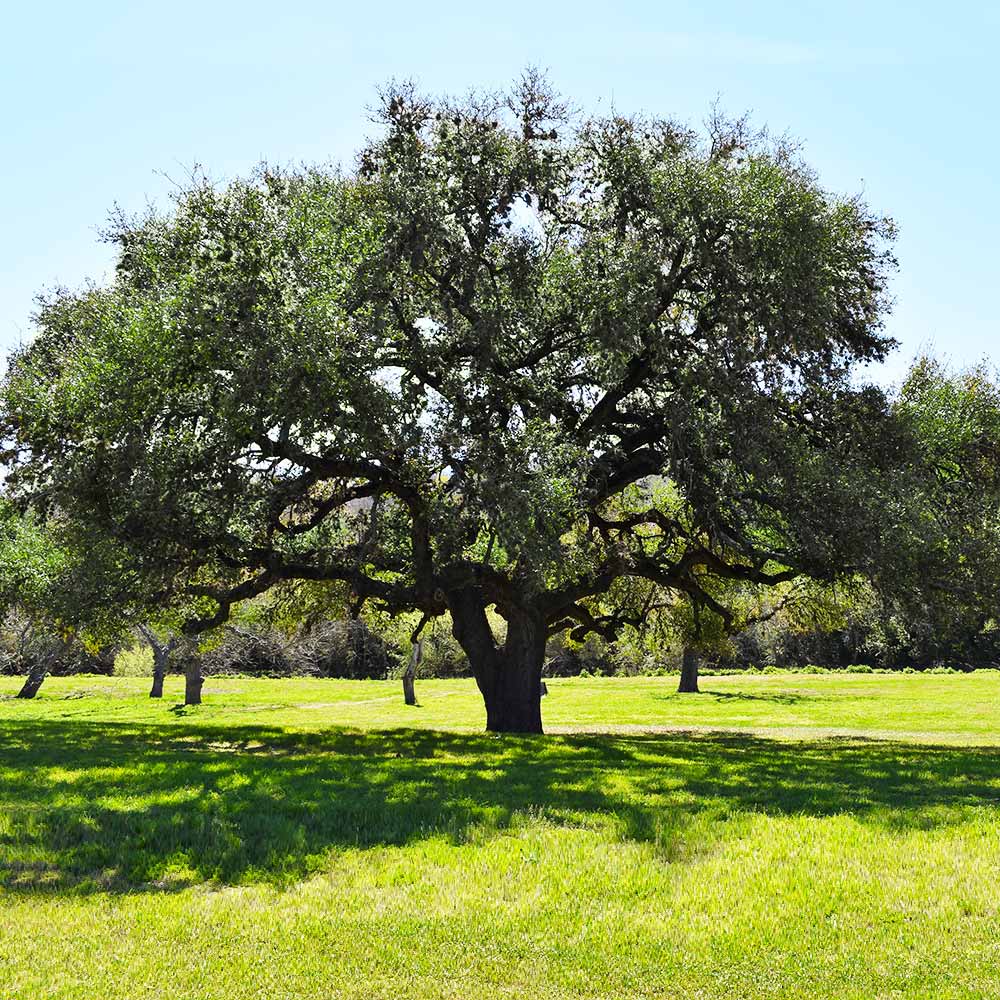 Live Oak Tree Arizona - Image 3