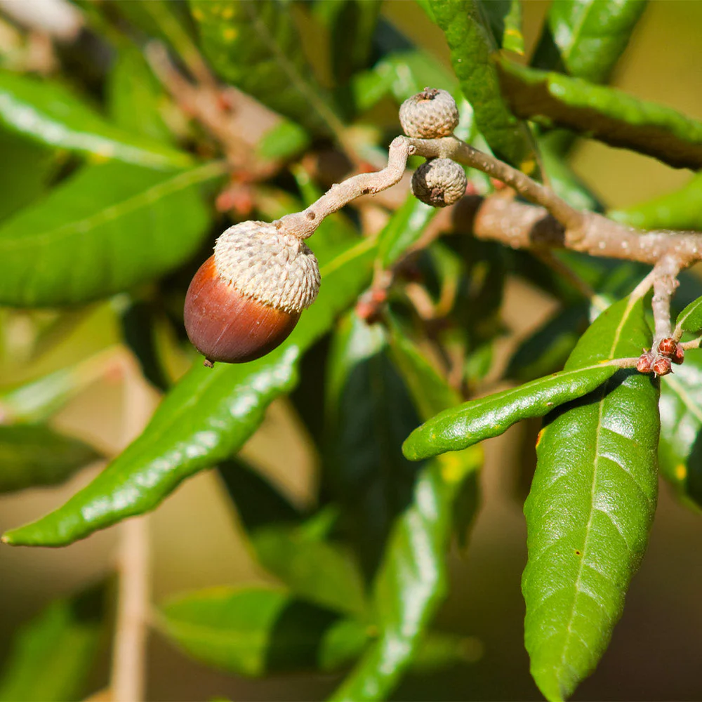 Live Oak Tree Arizona - Image 4