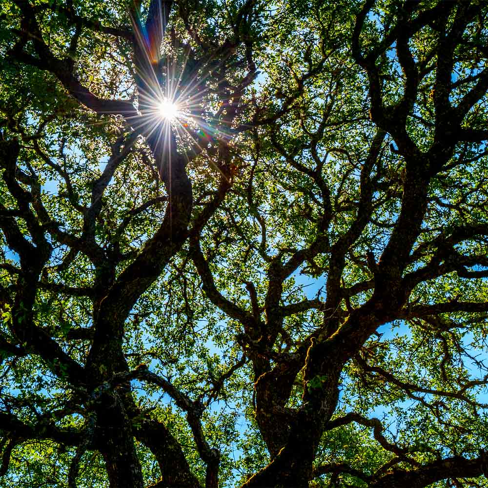 Live Oak Tree Arizona - Image 5