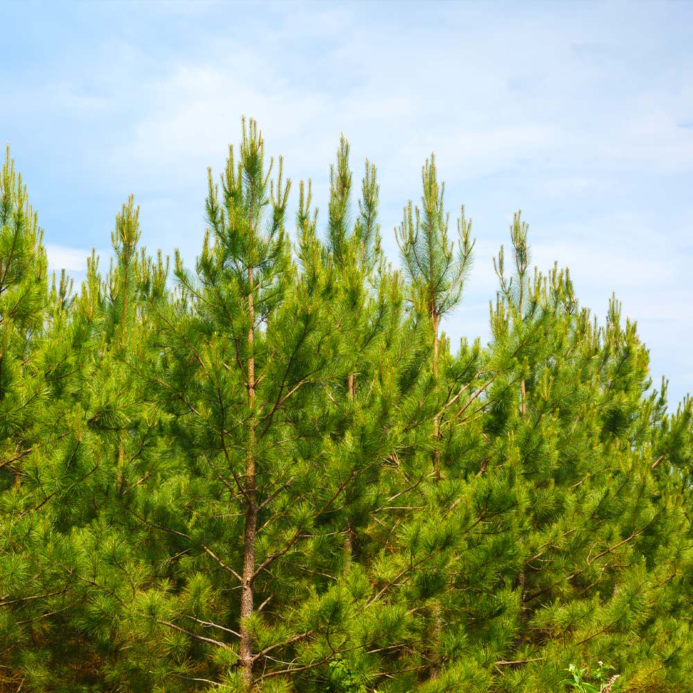 Loblolly Pine Tree - Image 3