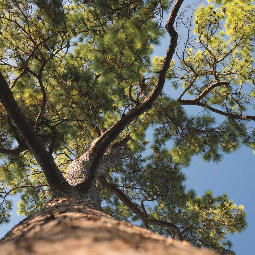 Loblolly Pine Tree - Image 4