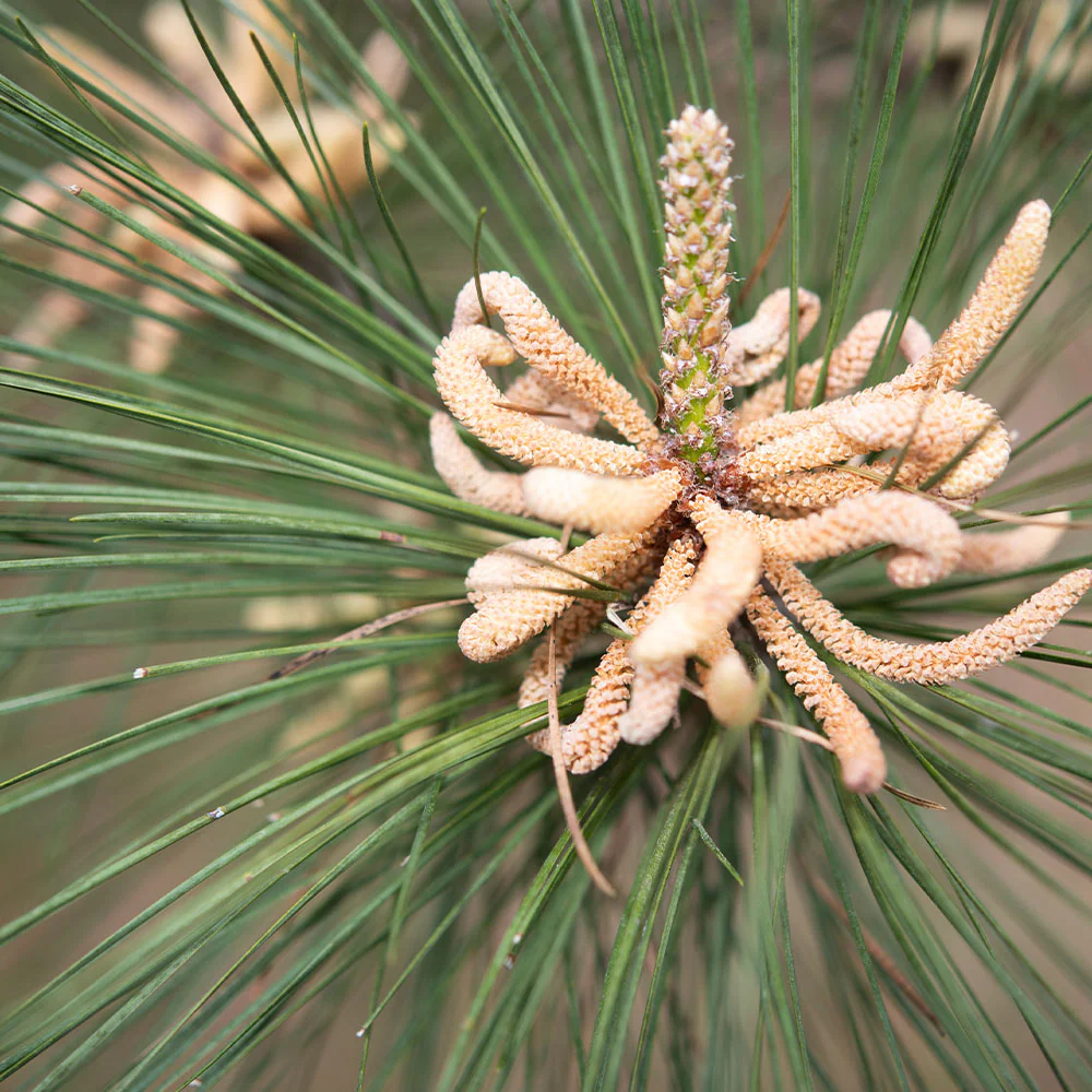 Loblolly Pine Tree - Image 5