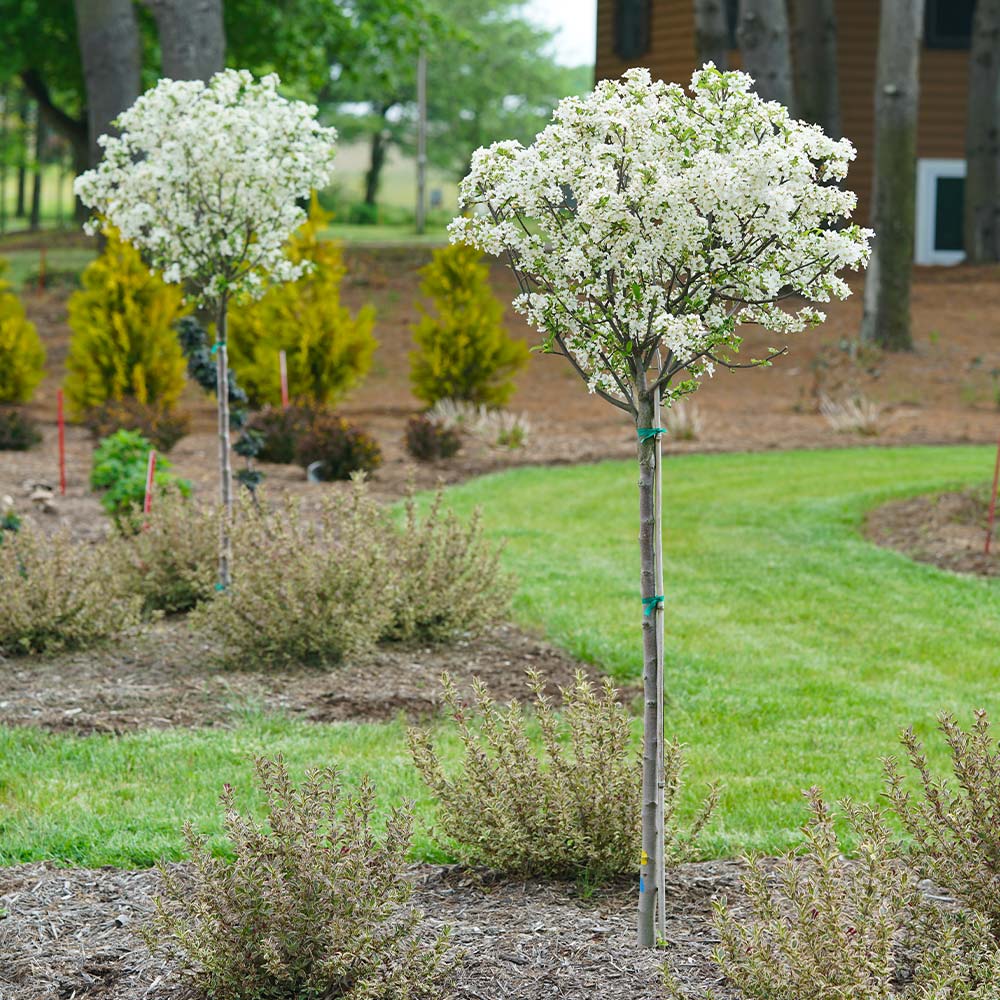 Proven Winners® Lollipop® Crabapple Tree - Image 3