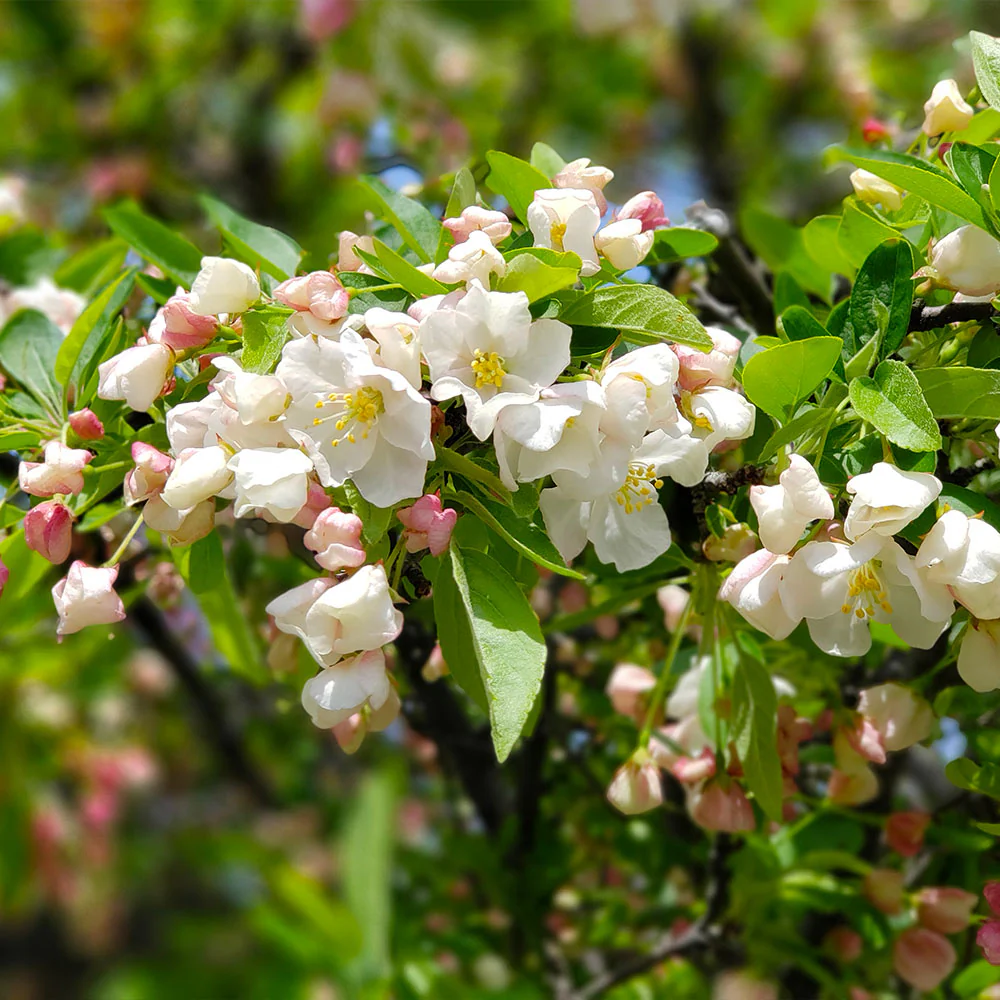 Proven Winners® Lollipop® Crabapple Tree - Image 4