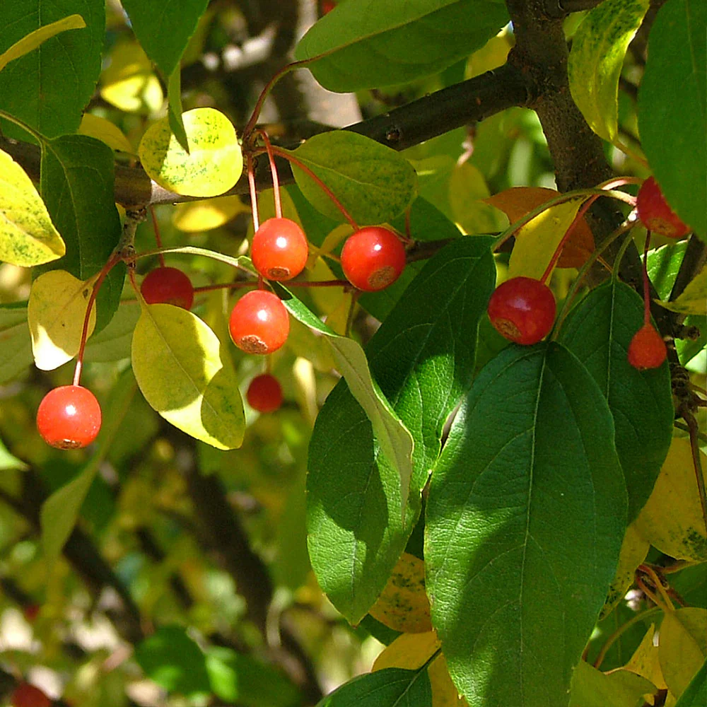Proven Winners® Lollipop® Crabapple Tree - Image 5