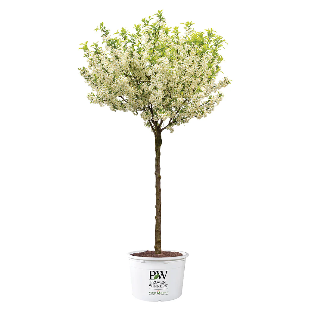 Proven Winners® Lollipop® Crabapple Tree - Image 6