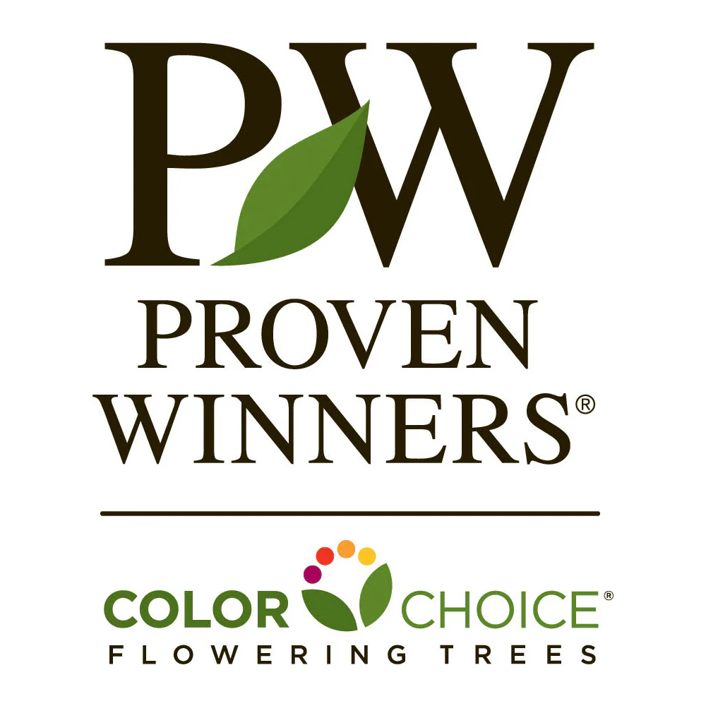 Proven Winners® Lollipop® Crabapple Tree - Image 7
