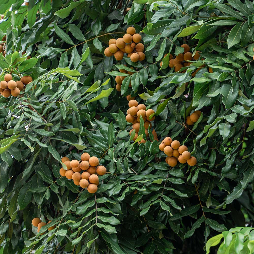 Longan Tree - Image 2