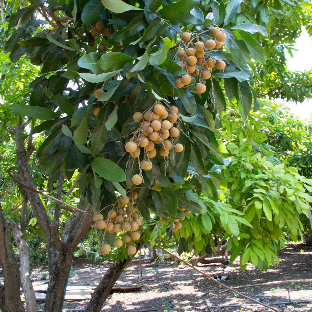 Longan Tree - Image 3