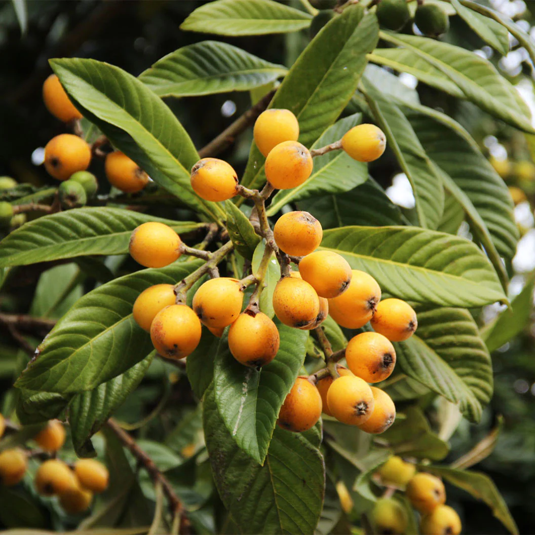 Loquat 'Japanese Plum' Tree - Image 2