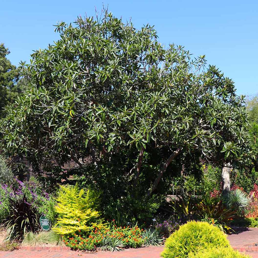 Loquat 'Japanese Plum' Tree - Image 3