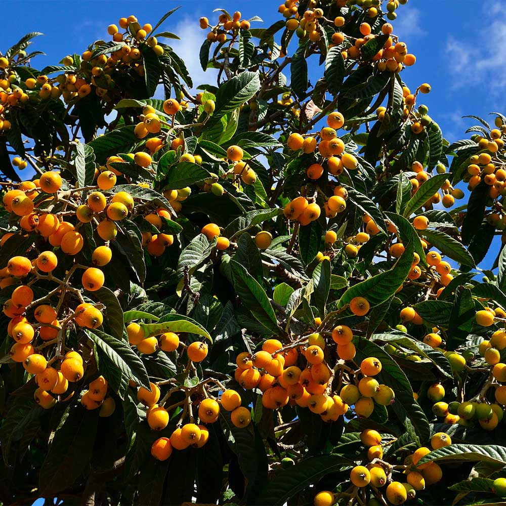 Loquat 'Japanese Plum' Tree - Image 4