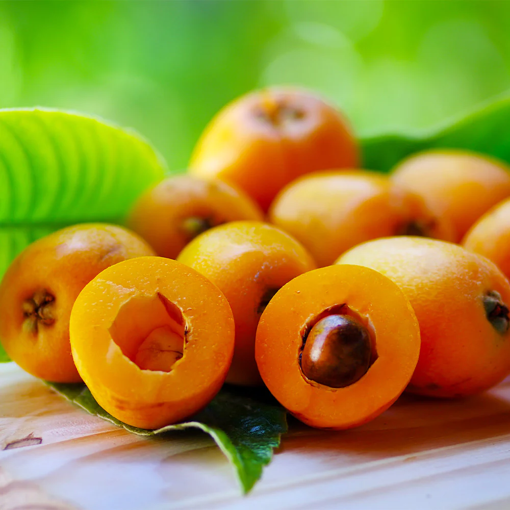 Loquat 'Japanese Plum' Tree - Image 5