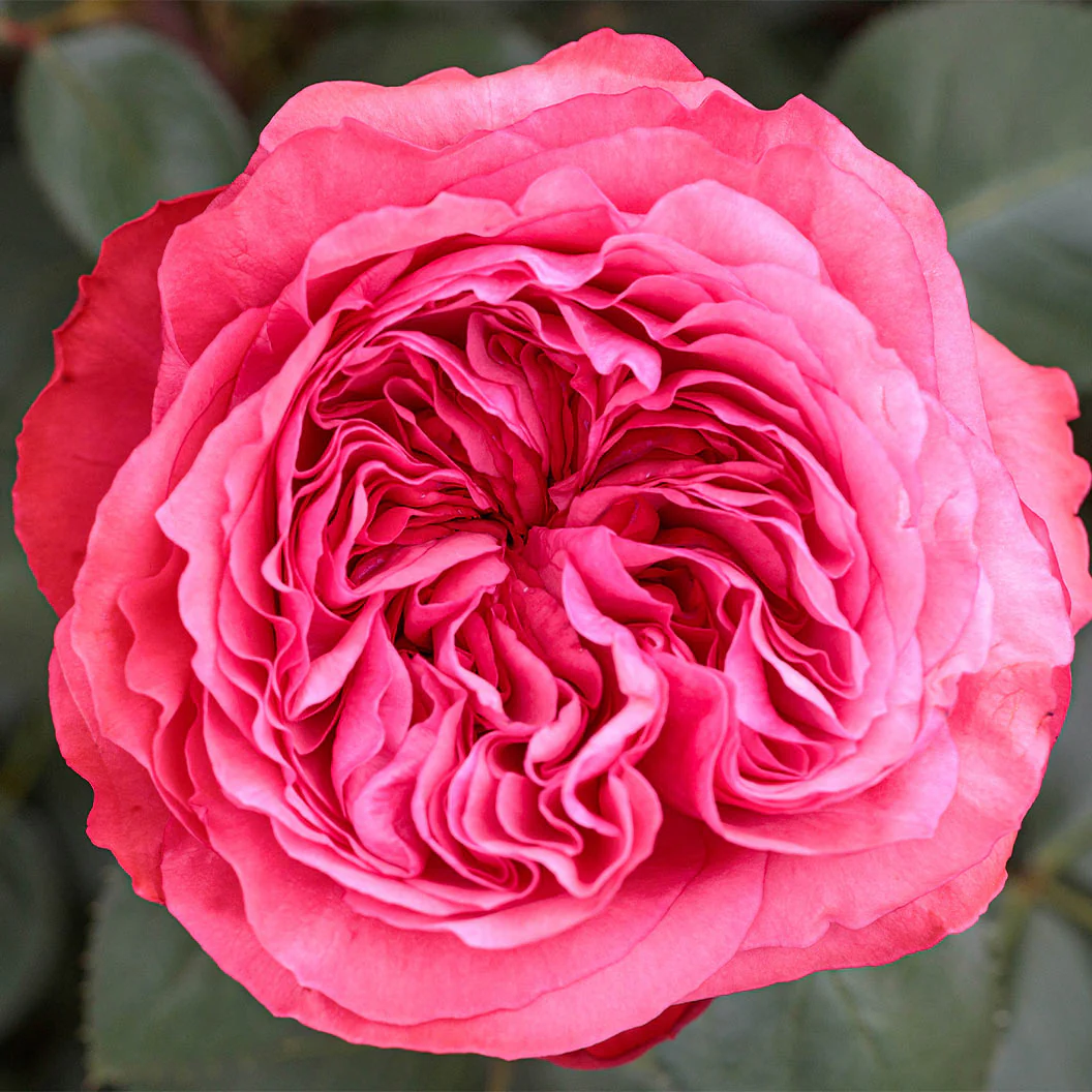 Bloomables® Loves Me, Loves Me Not™ Rose Shrub - Image 2