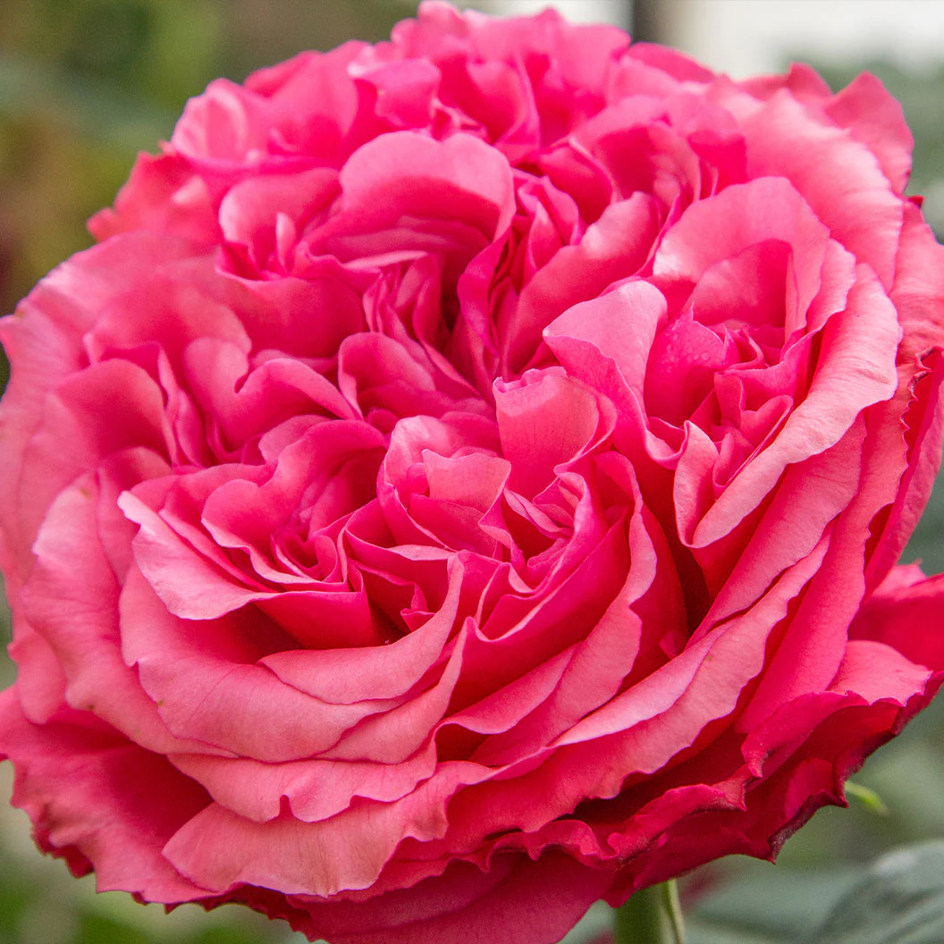 Bloomables® Loves Me, Loves Me Not™ Rose Shrub - Image 3