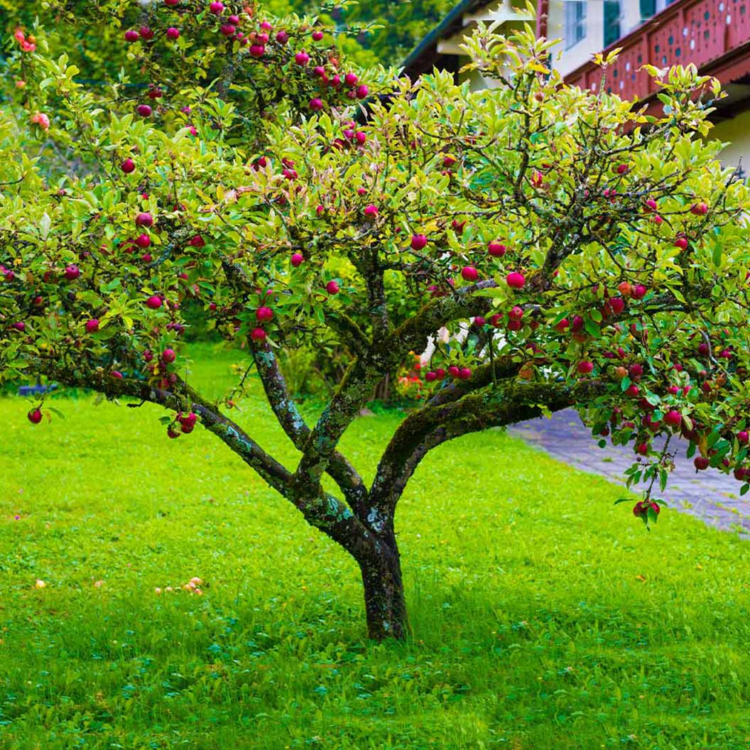 Fuji Apple Tree - Image 3