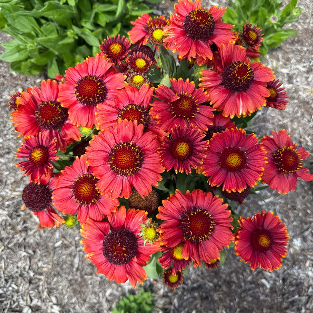 Low Rider™ Gaillardia Plant - Image 2