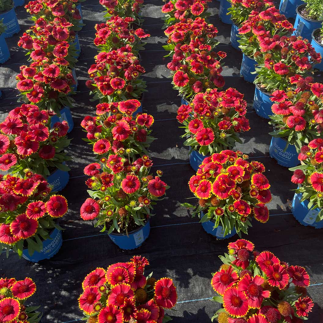 Low Rider™ Gaillardia Plant - Image 3