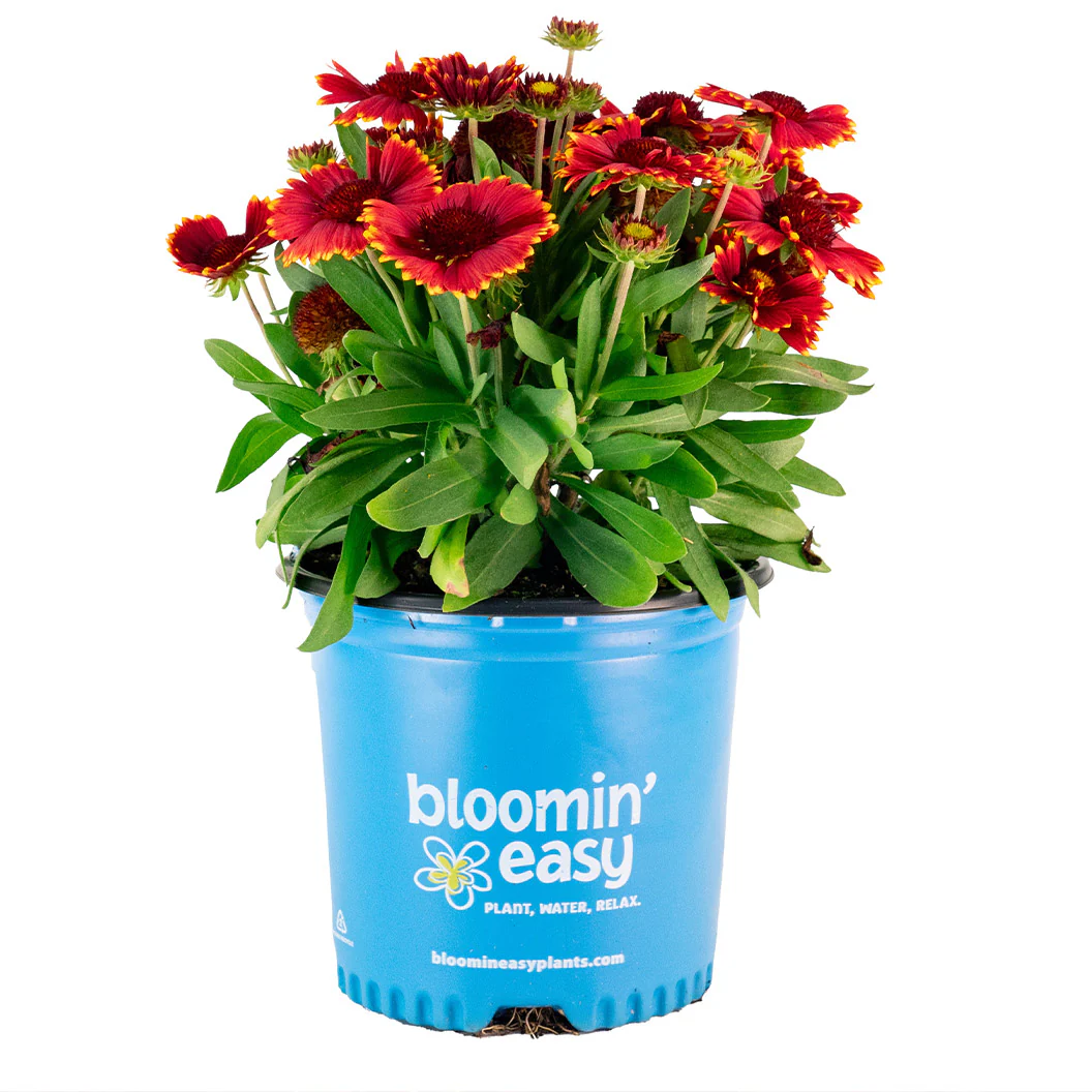 Low Rider™ Gaillardia Plant - Image 4