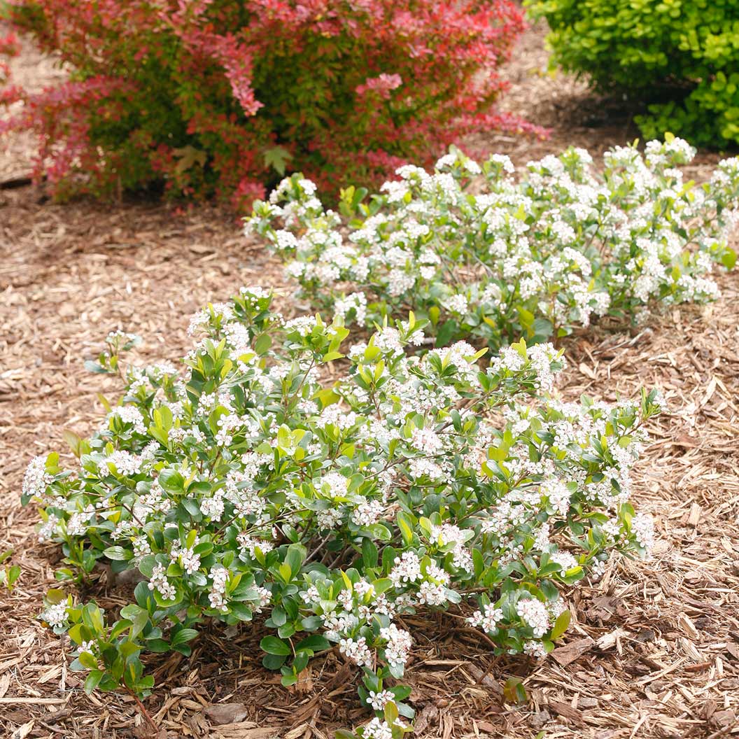 Proven Winners® Low Scape Mound® Chokeberry - Image 2