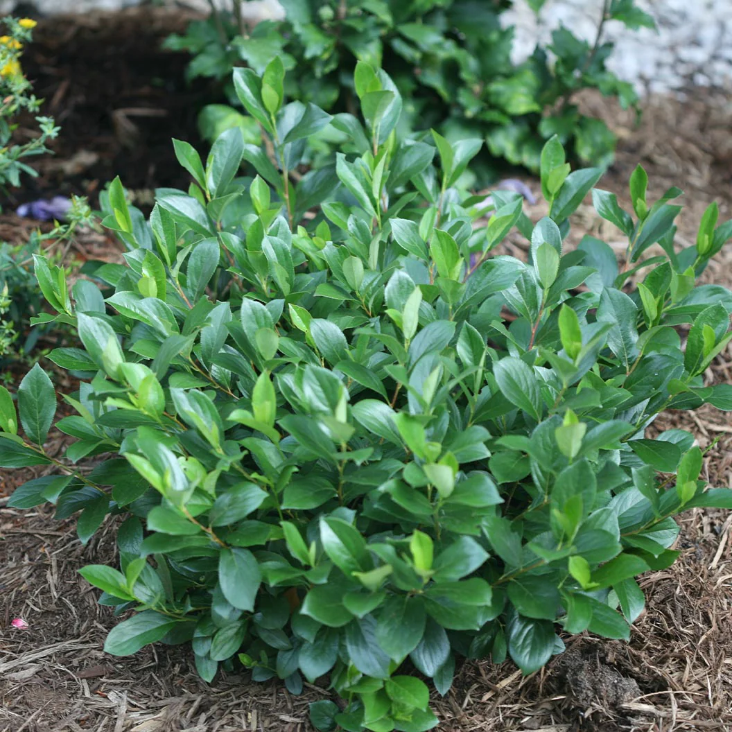 Proven Winners® Low Scape Mound® Chokeberry - Image 3
