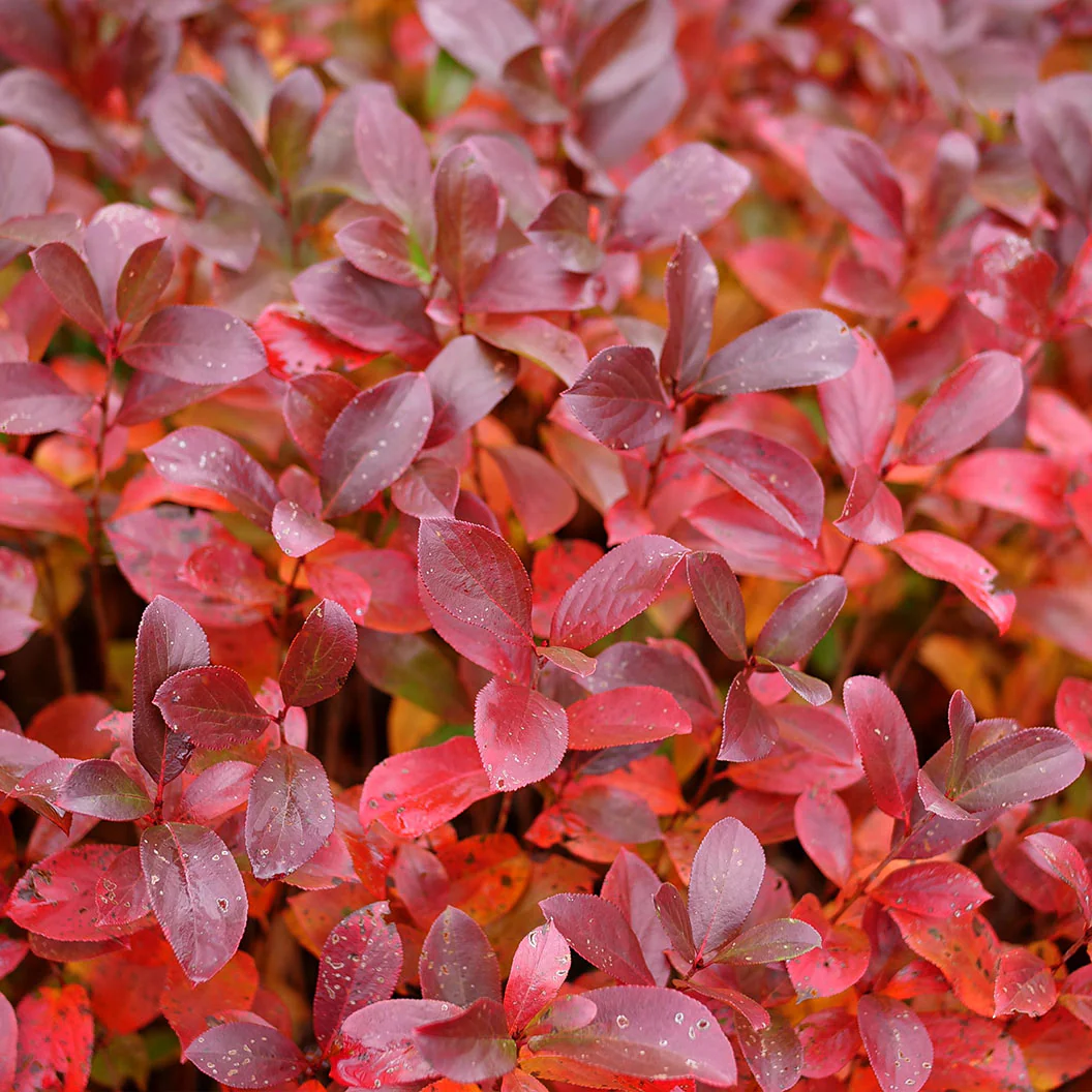 Proven Winners® Low Scape Mound® Chokeberry - Image 4