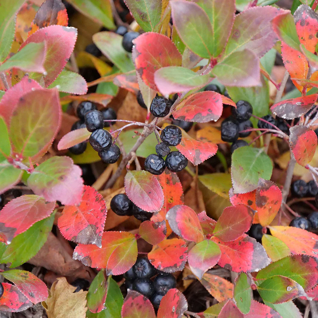 Proven Winners® Low Scape Mound® Chokeberry - Image 5