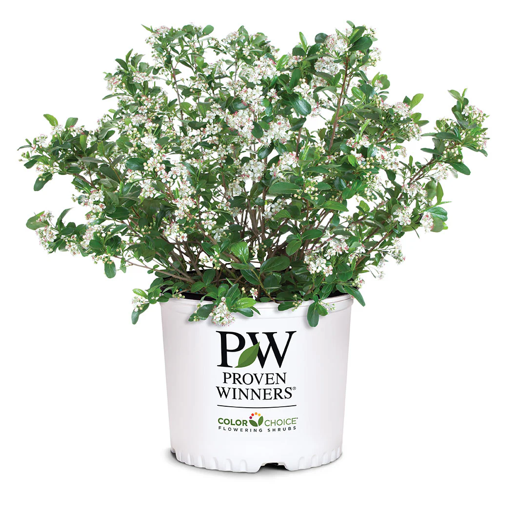 Proven Winners® Low Scape Mound® Chokeberry - Image 6
