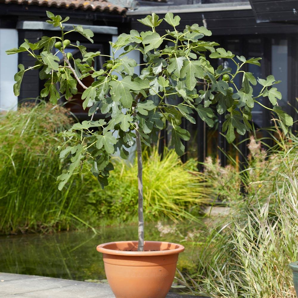 LSU Purple Fig Tree - Image 2