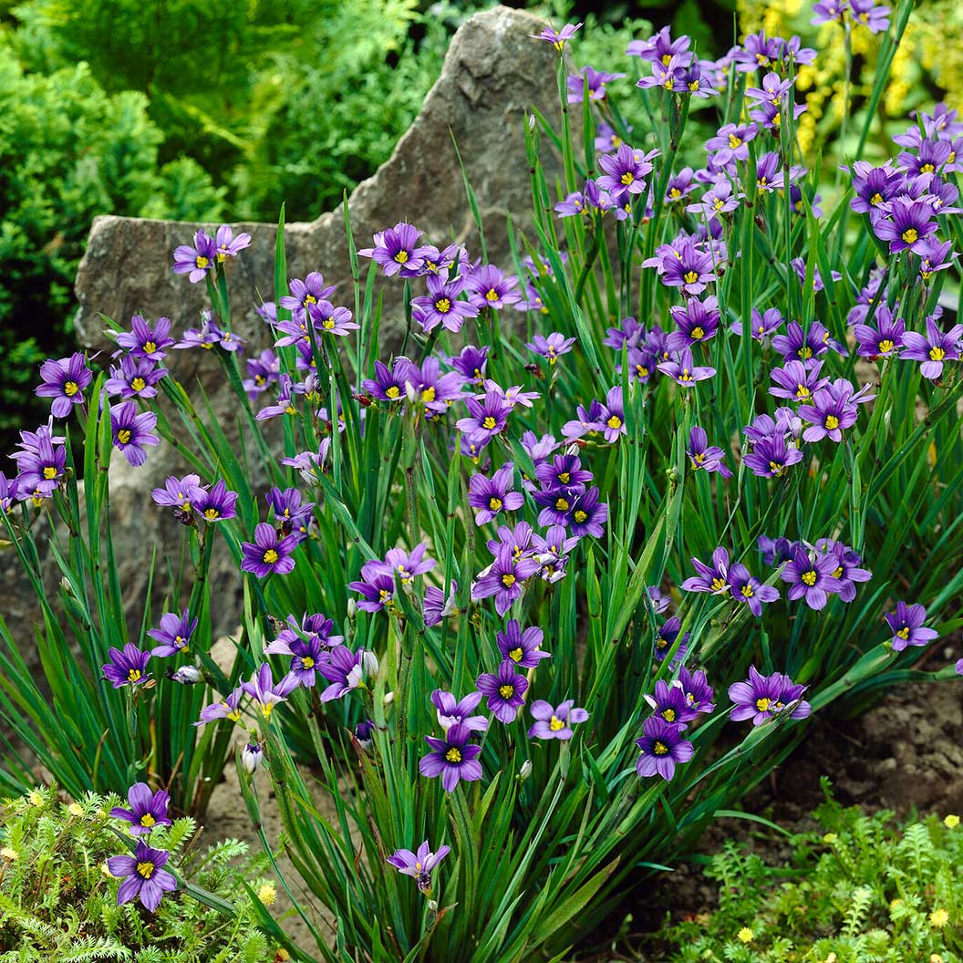 Lucerne Blue-Eyed Grass - Image 2