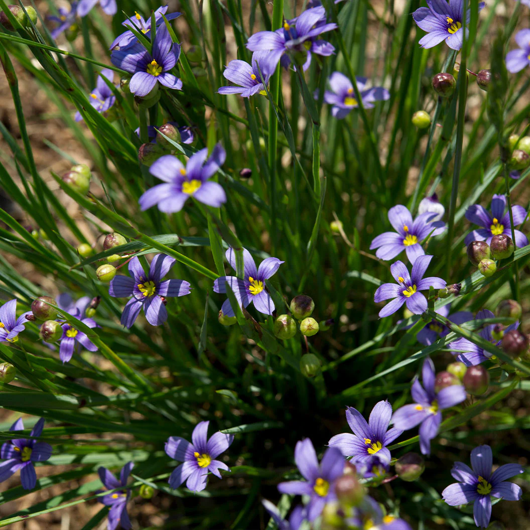 Lucerne Blue-Eyed Grass - Image 3