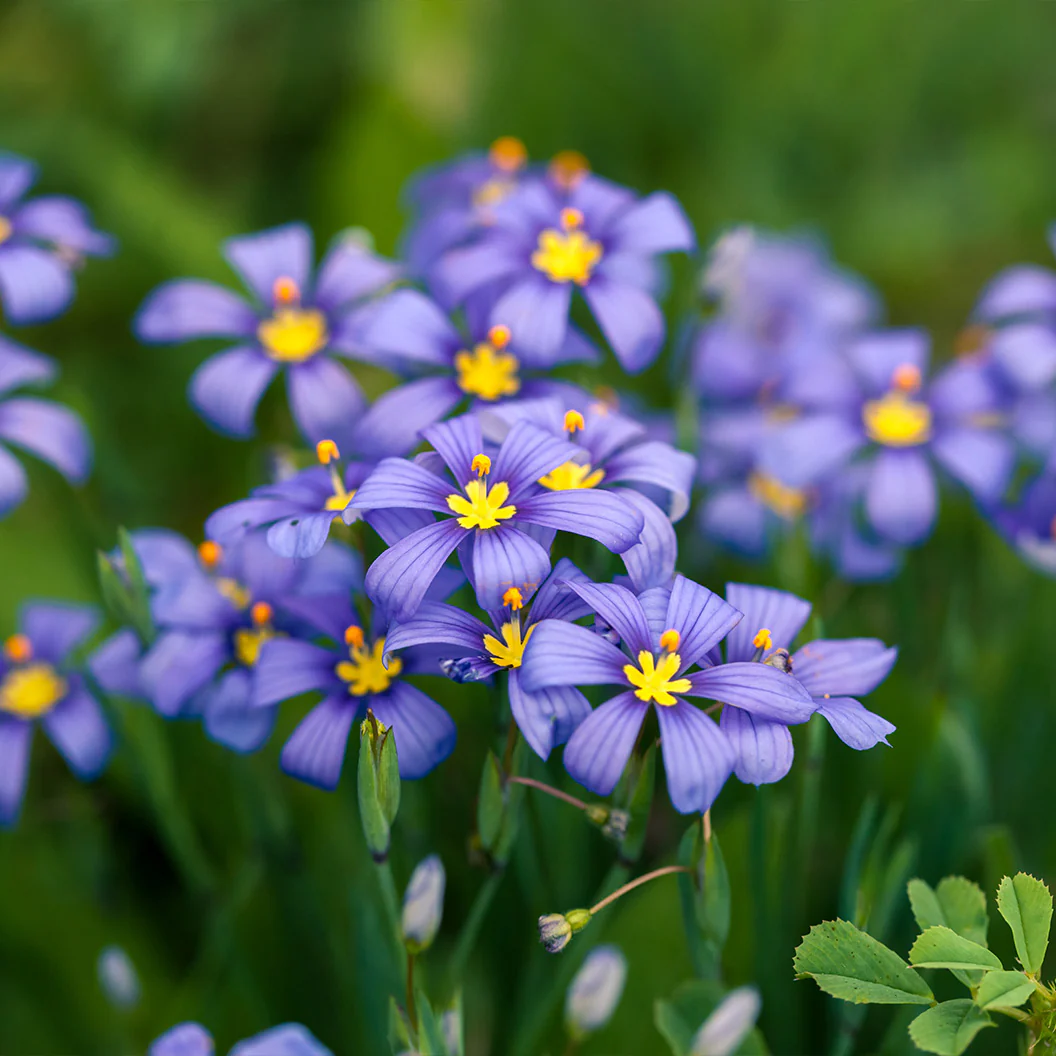 Lucerne Blue-Eyed Grass - Image 4