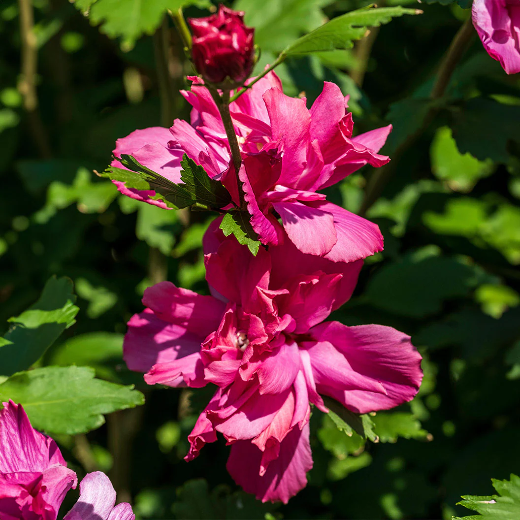 Lucy Rose of Sharon Althea Tree - Image 2