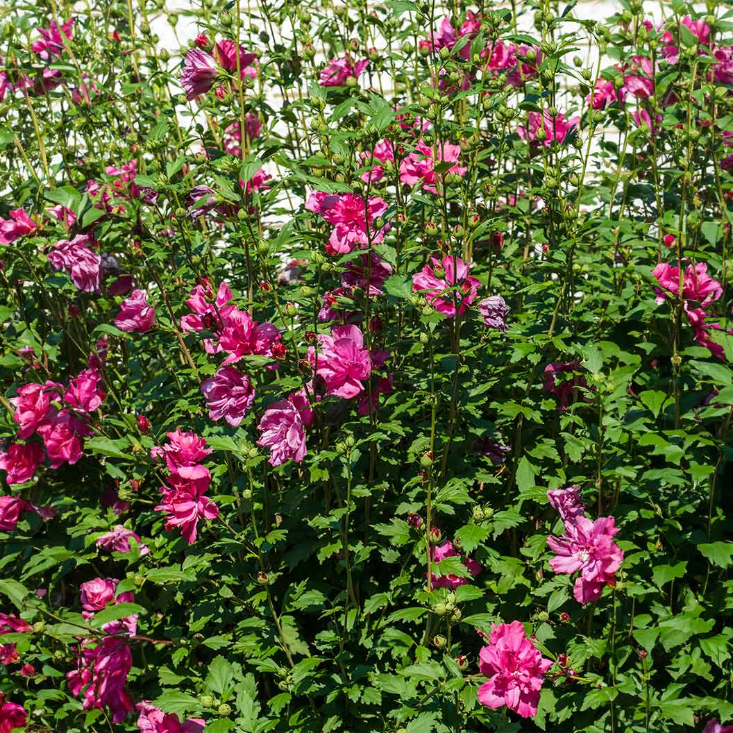 Lucy Rose of Sharon Althea Tree - Image 3
