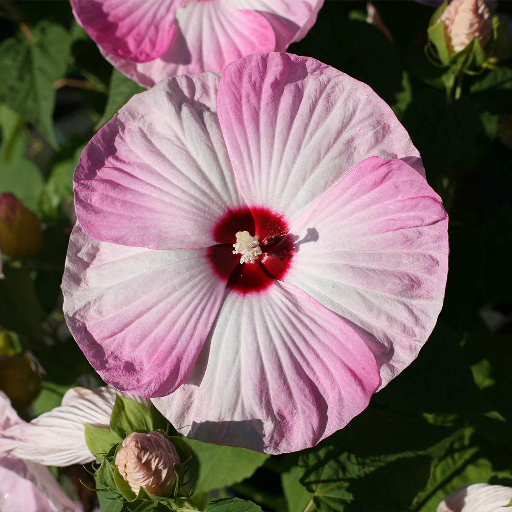 Luna Pink Swirl Hibiscus - Image 2
