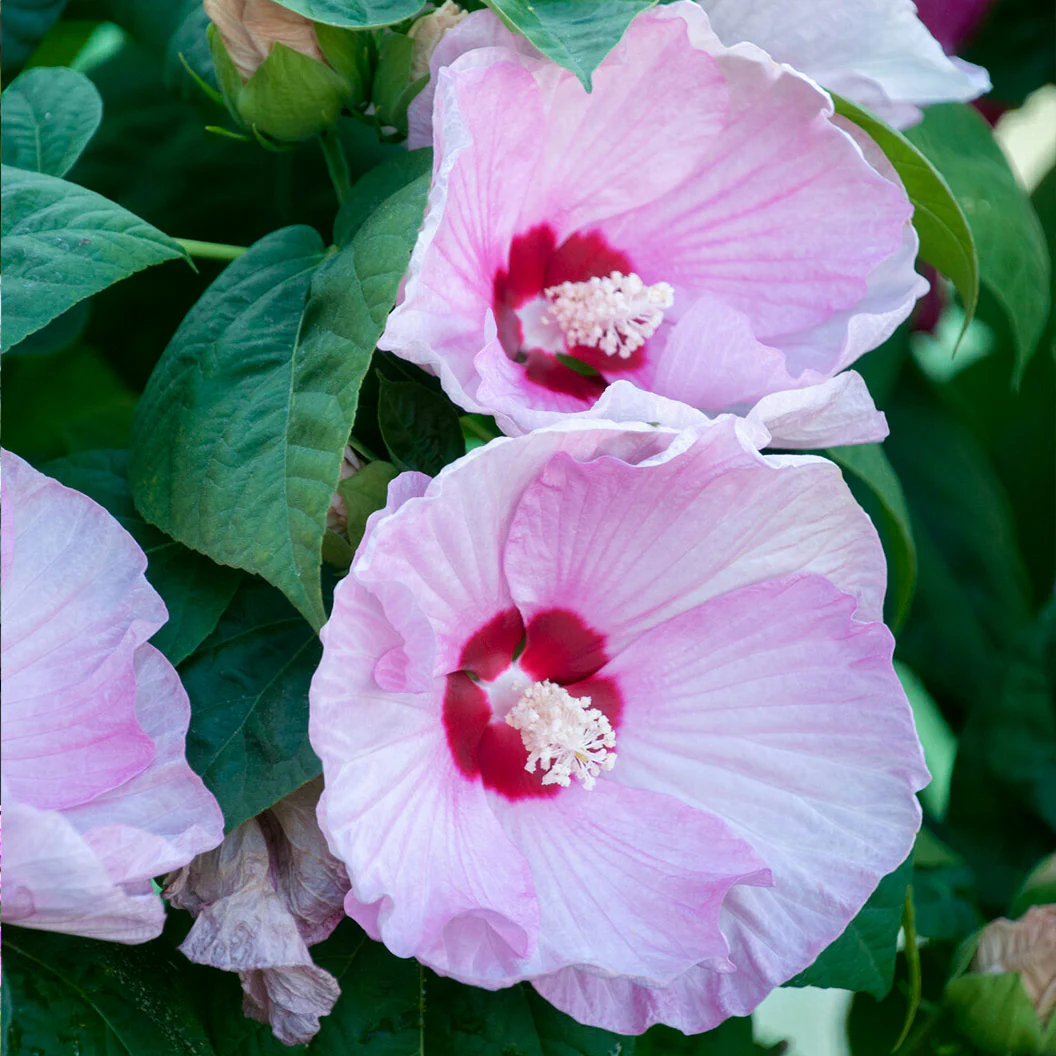 Luna Pink Swirl Hibiscus - Image 3