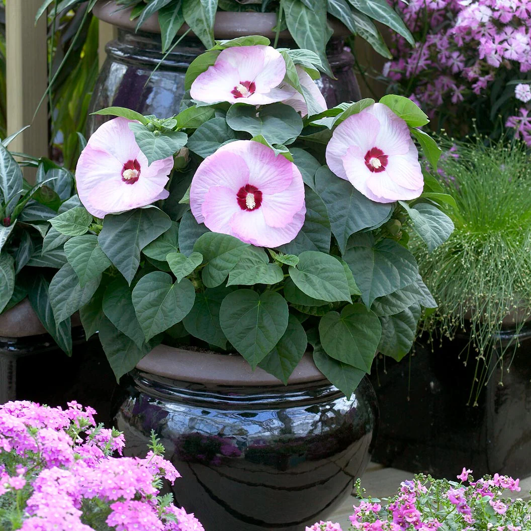 Luna Pink Swirl Hibiscus - Image 4