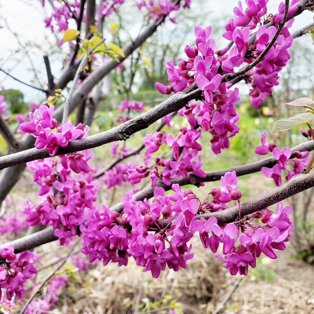Luscious Lavender™ Redbud Tree - Image 2